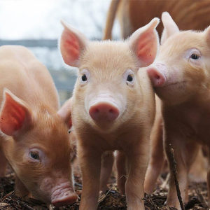 Ветеринарные препараты для свиноводства